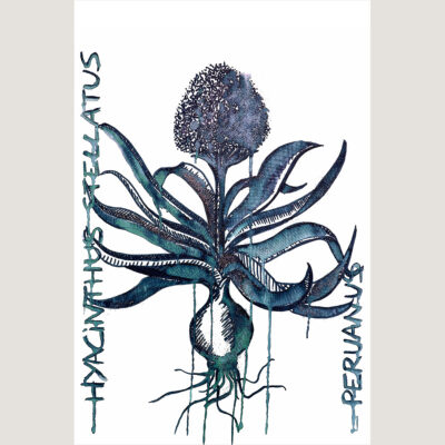 1-Hyacinthus-Indigo-Limited-Edition-Laur-Meyrieux-s