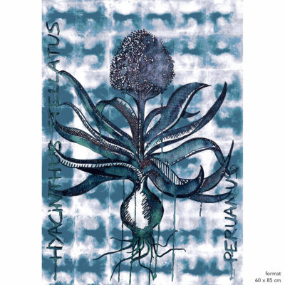 1-Hyacinthus-Wabi-Indigo-Dessin-indigo-60x85-Limited-Edition-Laur-Meyrieux