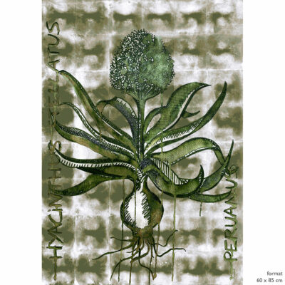 1-Hyacinthus-Wabi-Terre-&-dessin-green-60x85-Limited-Edition-Laur-Meyrieux